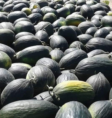 Meriç Black Melon